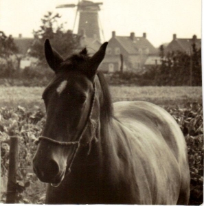 F5803 Het paard van Bargeman en de Hackforter molen
